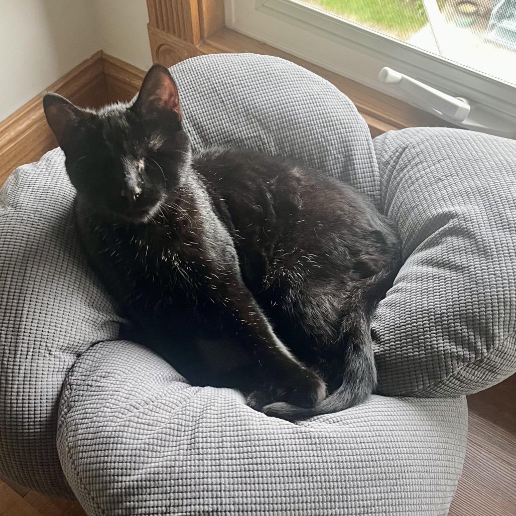 Enlarge Fahrenheit  55890, a Adoptable Domestic Short Hair in Lansing, MI image 4/5