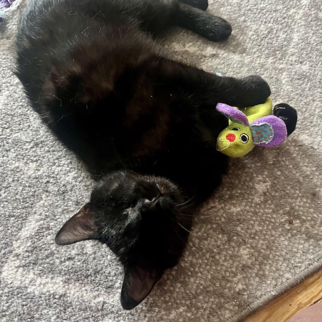 Enlarge Fahrenheit  55890, a Adoptable Domestic Short Hair in Lansing, MI image 5/5