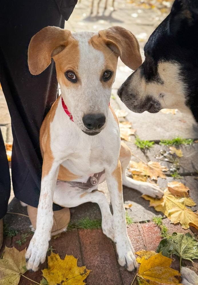 Enlarge Bodie - B litter, a Adoptable mixed breed in Lancaster, PA image 1/6