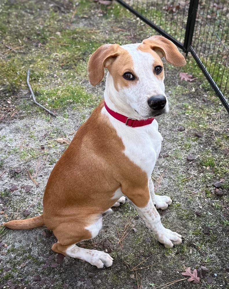 Enlarge Bodie - B litter, a Adoptable mixed breed in Lancaster, PA image 2/6