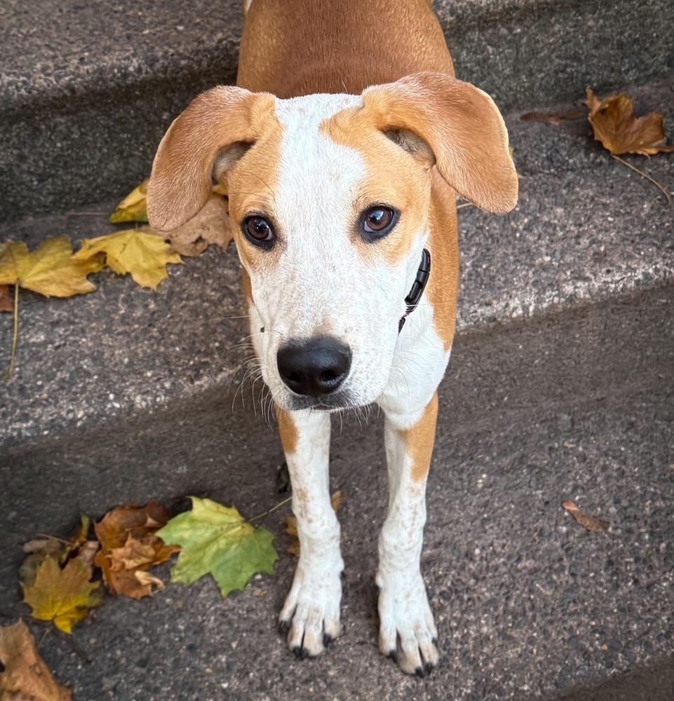 Enlarge Bodie - B litter, a Adoptable mixed breed in Lancaster, PA image 3/6