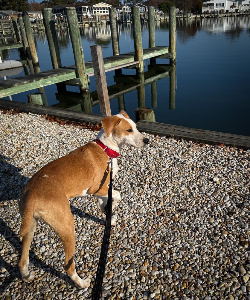 Enlarge Bodie - B litter, a Adoptable mixed breed in Lancaster, PA image 4/6
