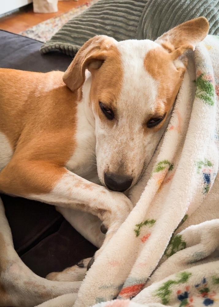 Enlarge Bodie - B litter, a Adoptable mixed breed in Lancaster, PA image 5/6