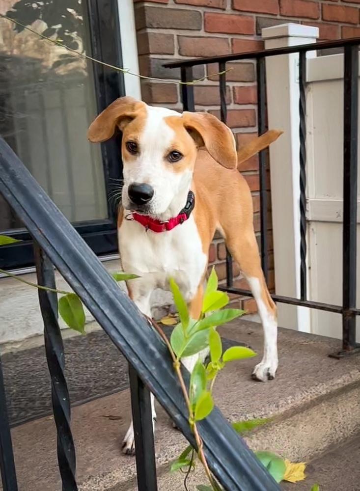 Enlarge Bodie - B litter, a Adoptable mixed breed in Lancaster, PA image 6/6