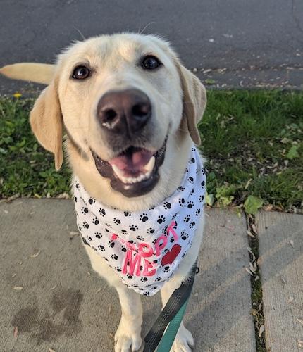 Enlarge Nova #7, a ADOPTABLE Yellow Labrador Retriever in Killingworth, CT image 3/6