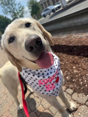 Enlarge Nova #7, a ADOPTABLE Yellow Labrador Retriever in Killingworth, CT image 5/6