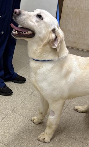 Enlarge Nova #7, a ADOPTABLE Yellow Labrador Retriever in Killingworth, CT image 3/4