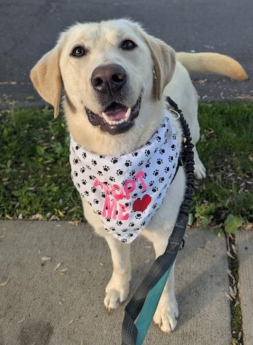 Enlarge Nova #7, a ADOPTABLE Yellow Labrador Retriever in Killingworth, CT image 4/6