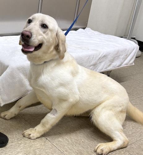Nova #7, ADOPTABLE, Young Female Yellow Labrador Retriever.