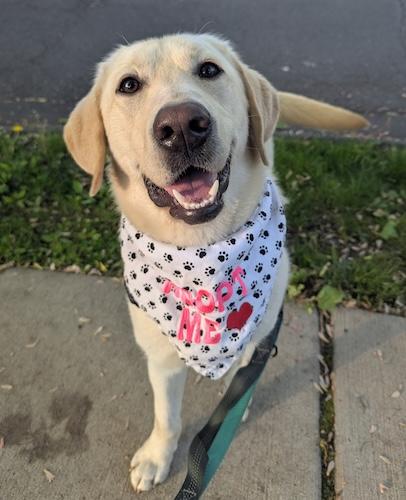 Enlarge Nova #7, a ADOPTABLE Yellow Labrador Retriever in Killingworth, CT image 2/6