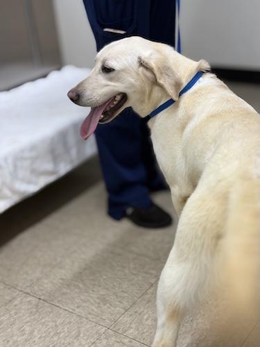 Enlarge Nova #7, a ADOPTABLE Yellow Labrador Retriever in Killingworth, CT image 2/4