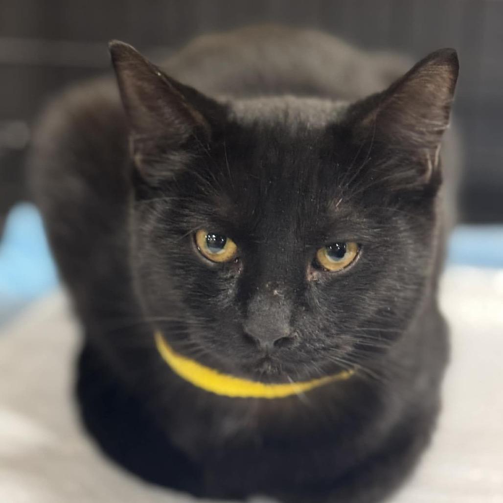 Cinder - Yellow, Adoptable, Young Female Domestic Short Hair.