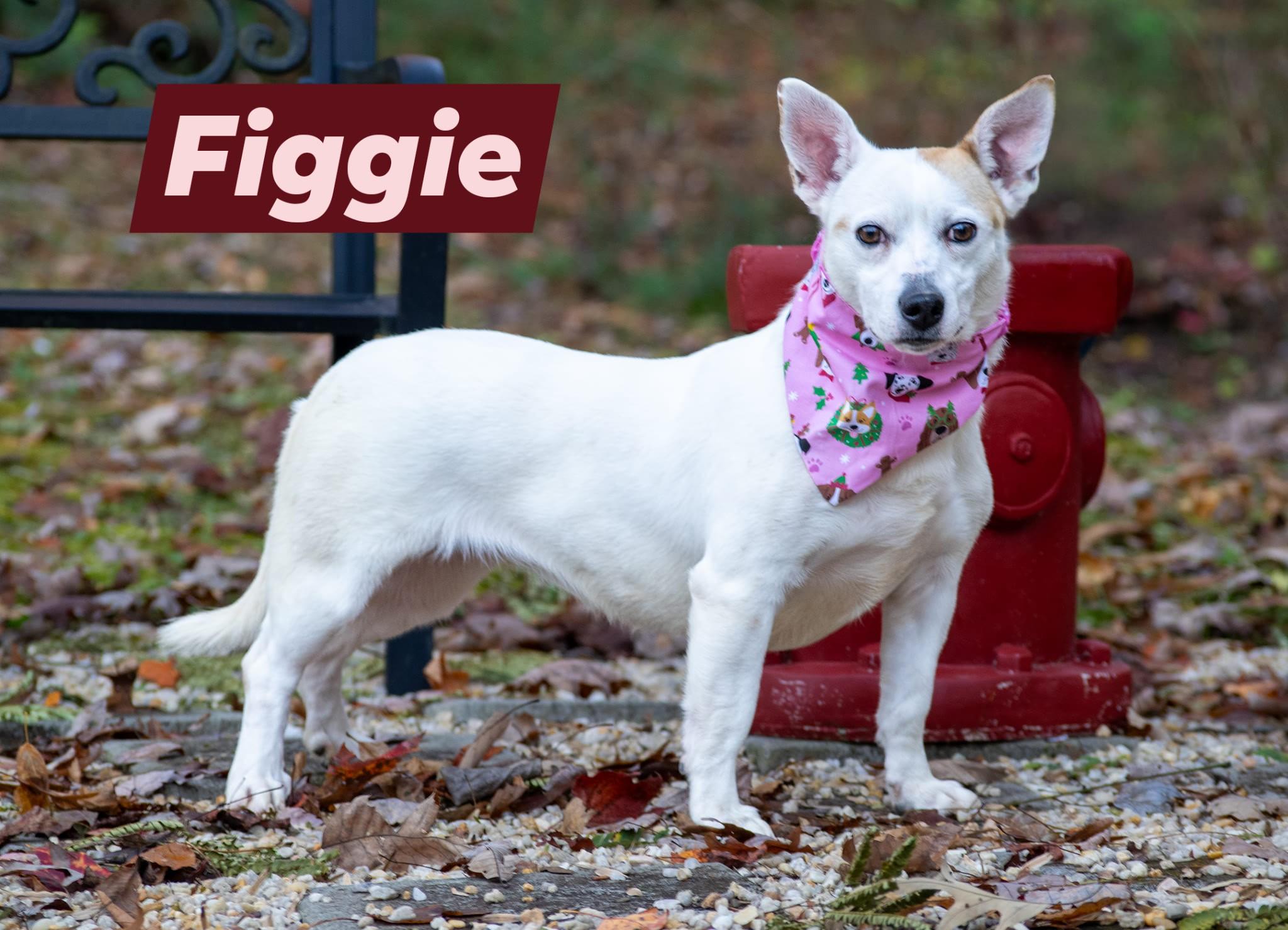 Figgie