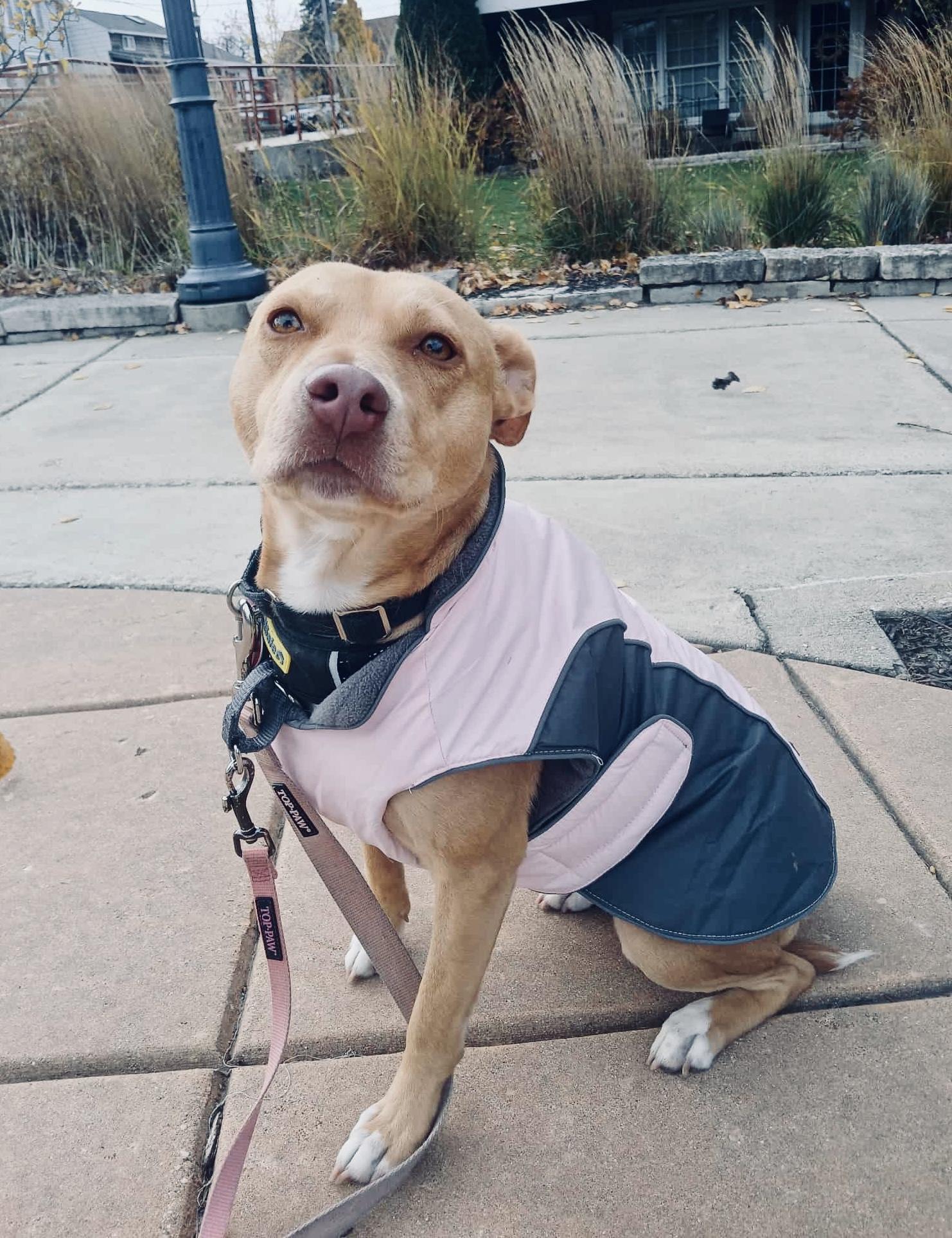 ADOPTION FEE IS 100% SPONSORED! Rae