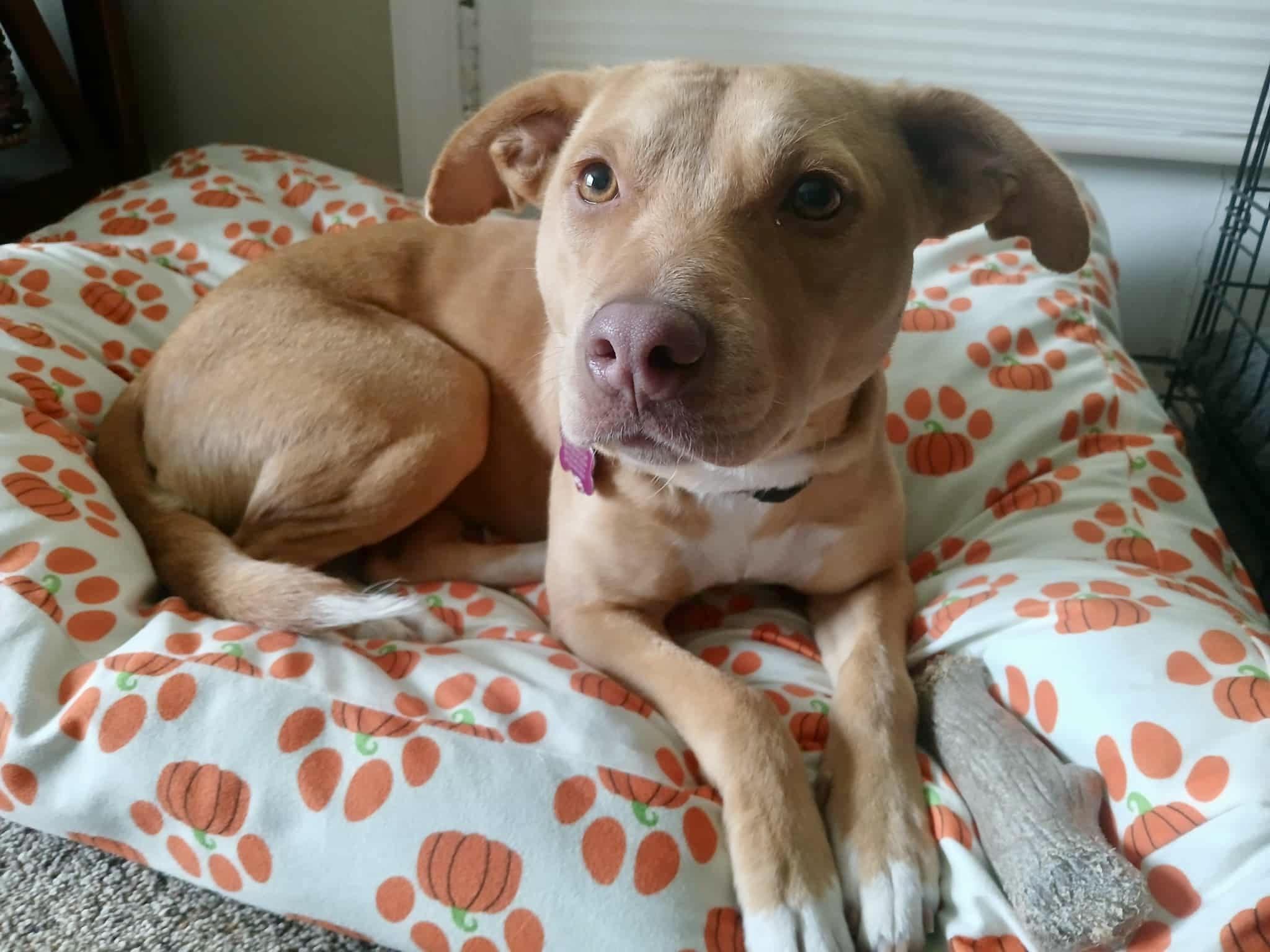 ADOPTION FEE IS 100% SPONSORED! Rae