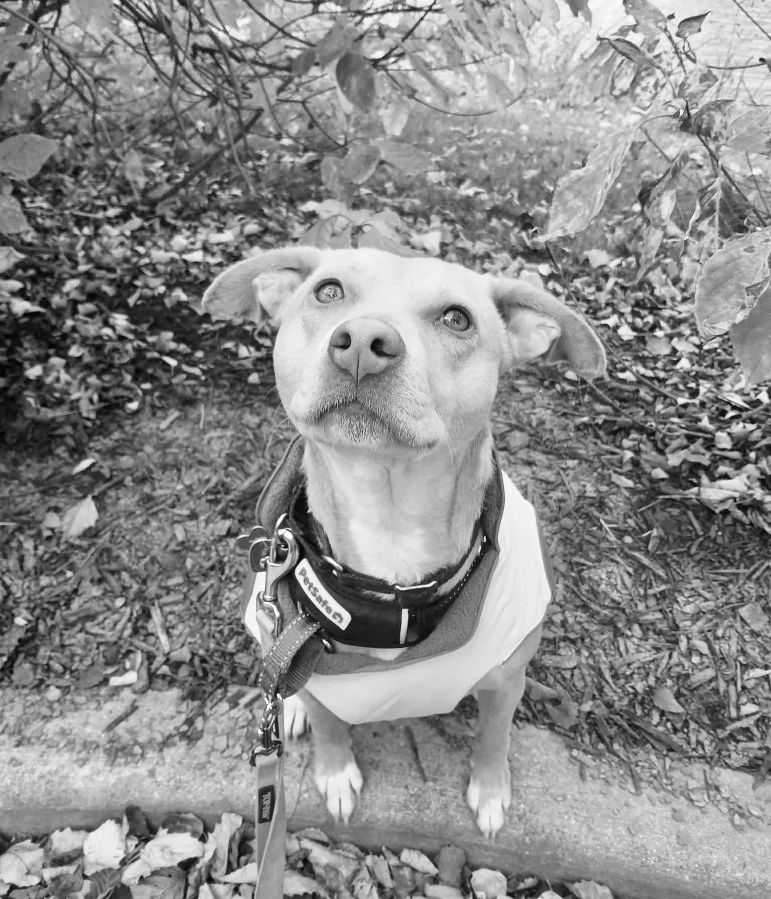 ADOPTION FEE IS 100% SPONSORED! Rae