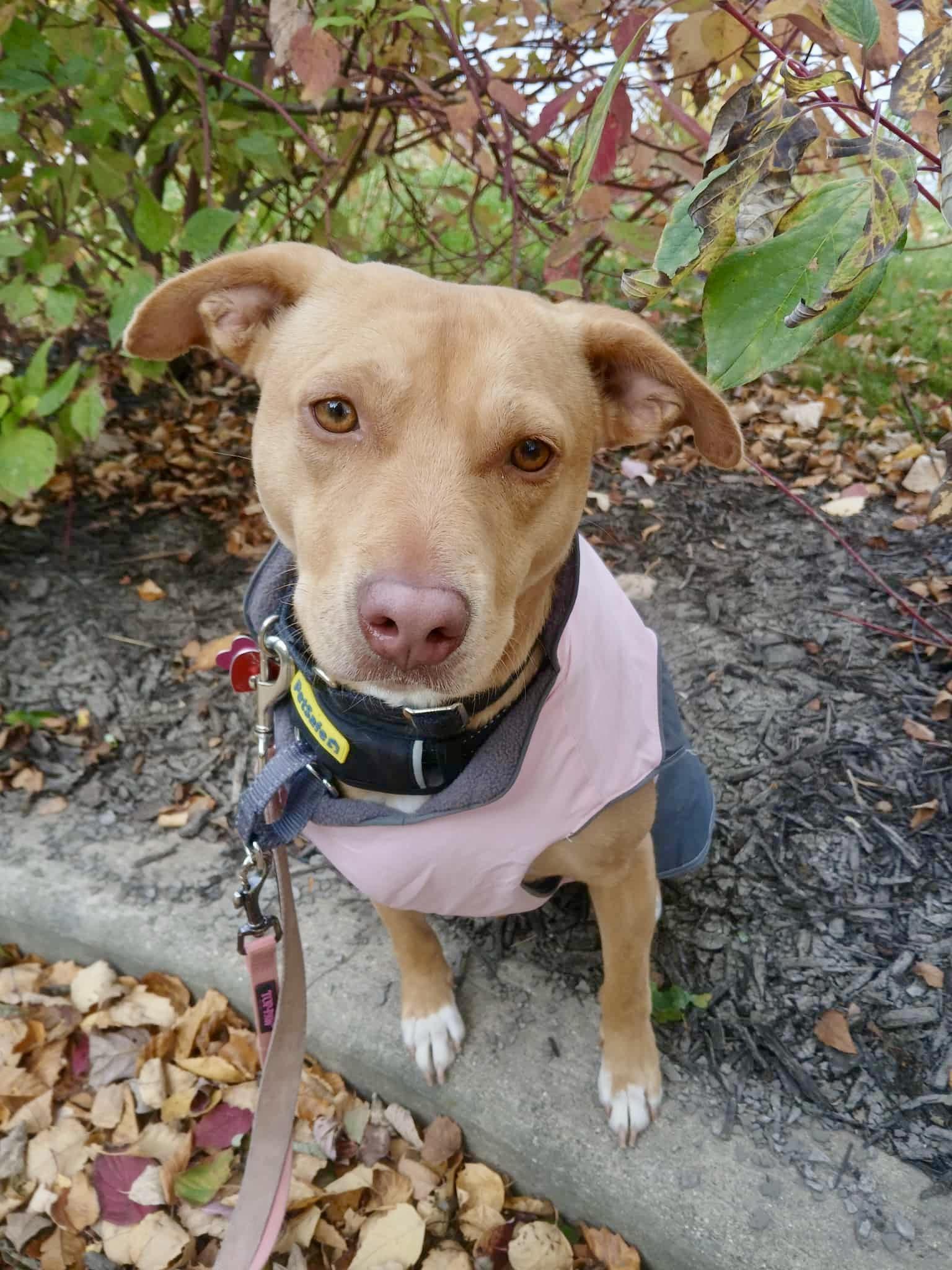 ADOPTION FEE IS 100% SPONSORED! Rae