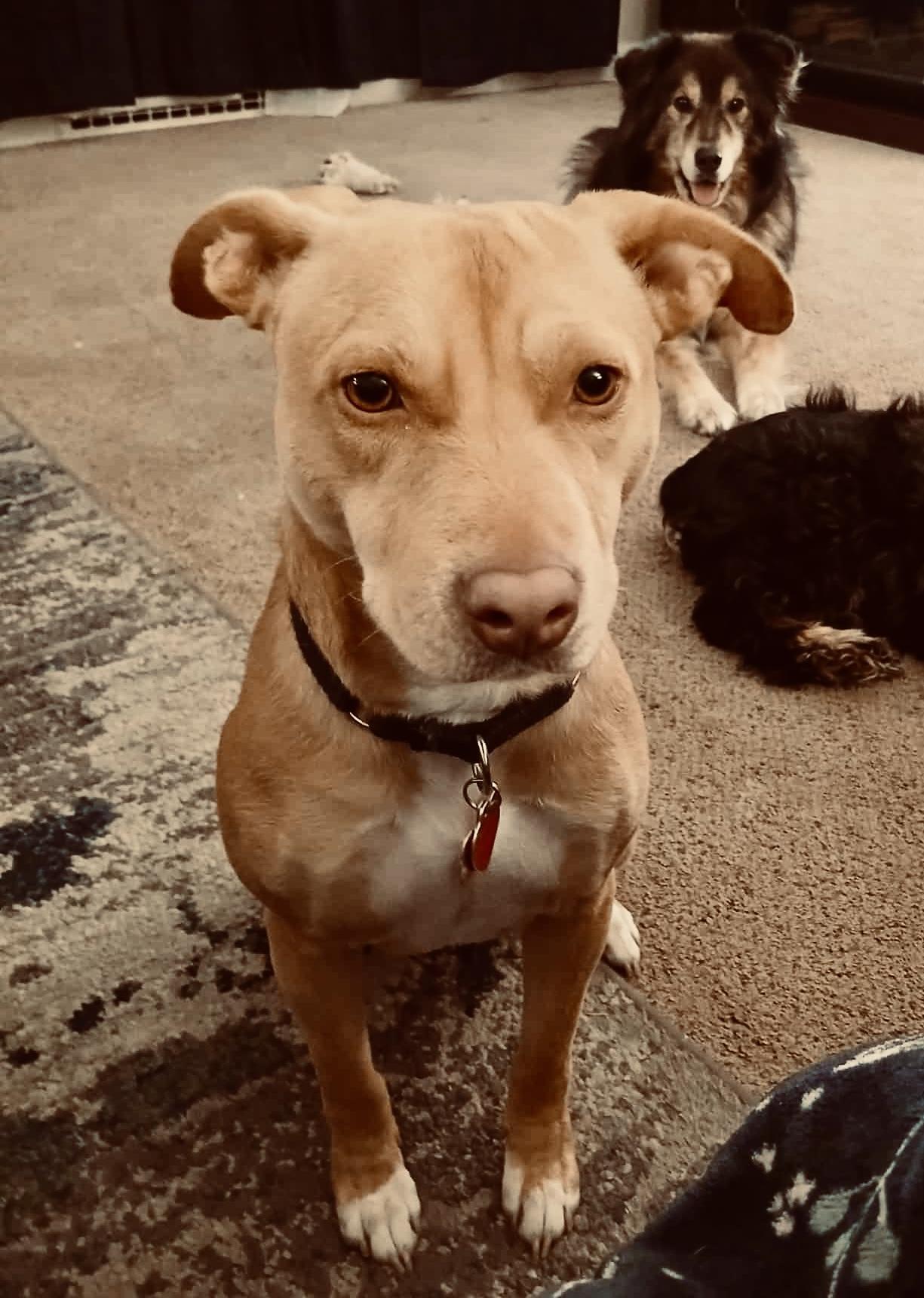 ADOPTION FEE IS 100% SPONSORED! Rae