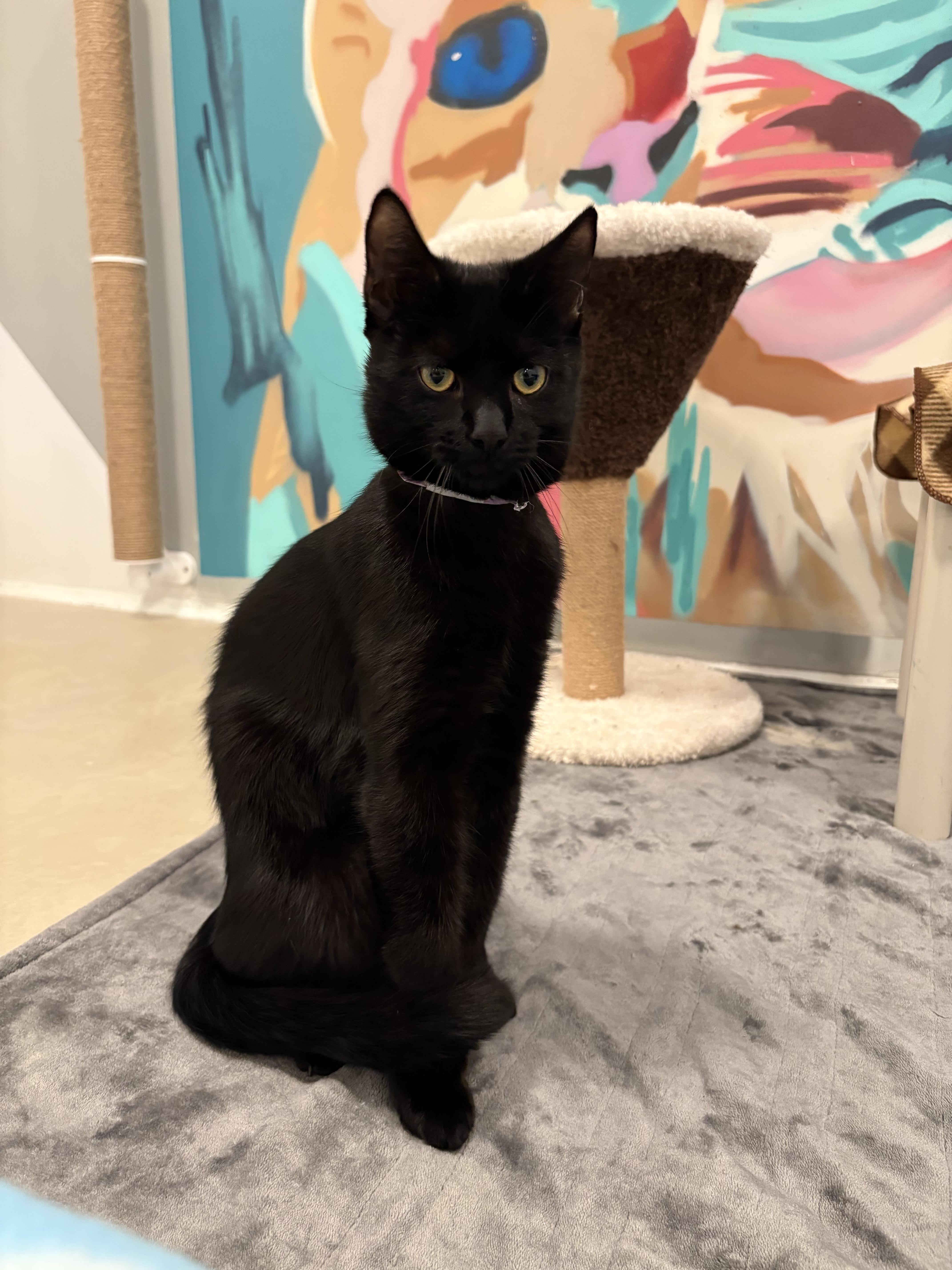 Beat Box, Adoptable, Young Male Domestic Short Hair.