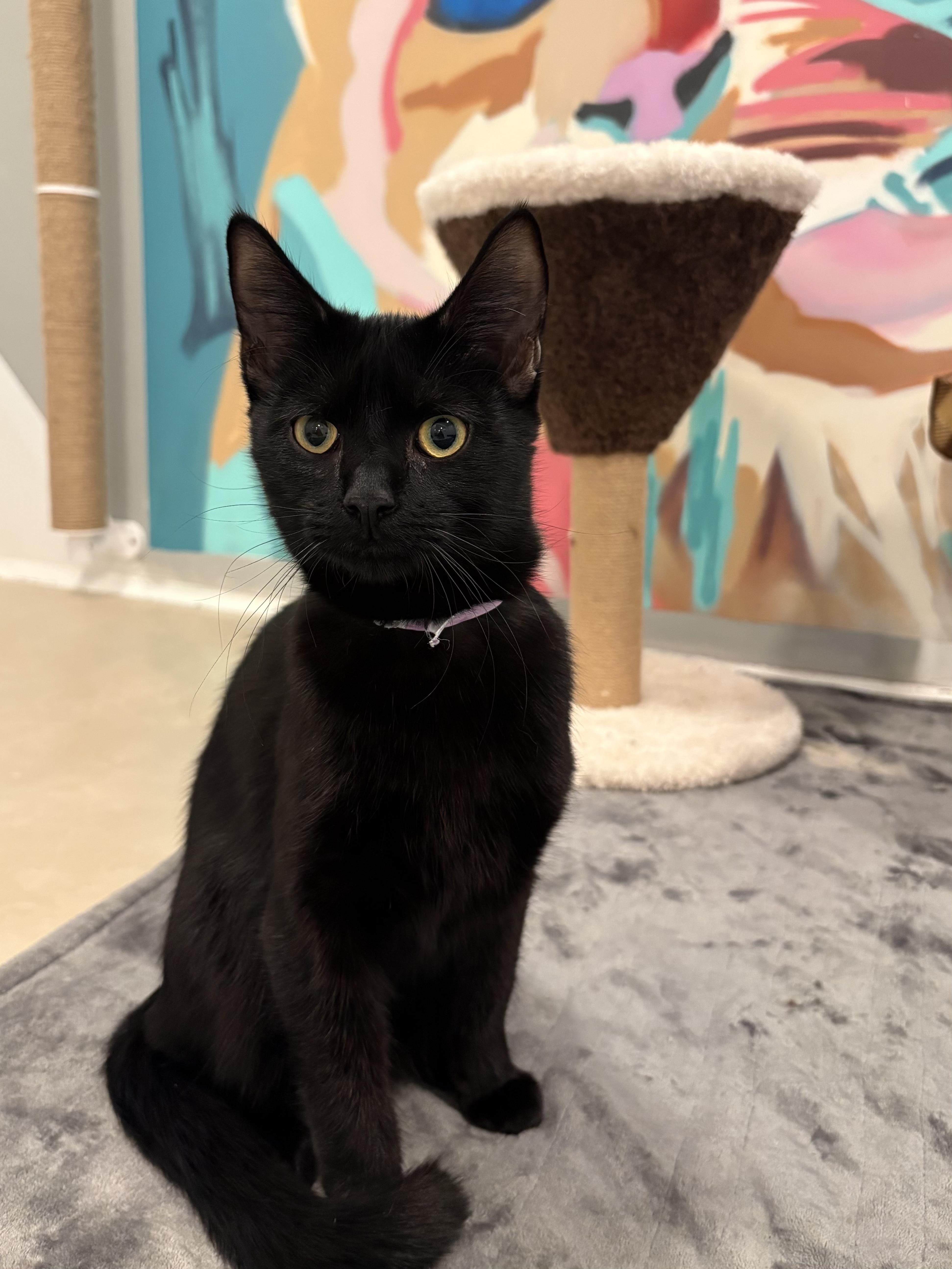 Enlarge Beat Box, a Adoptable Domestic Short Hair in Chicago, IL image 3/3