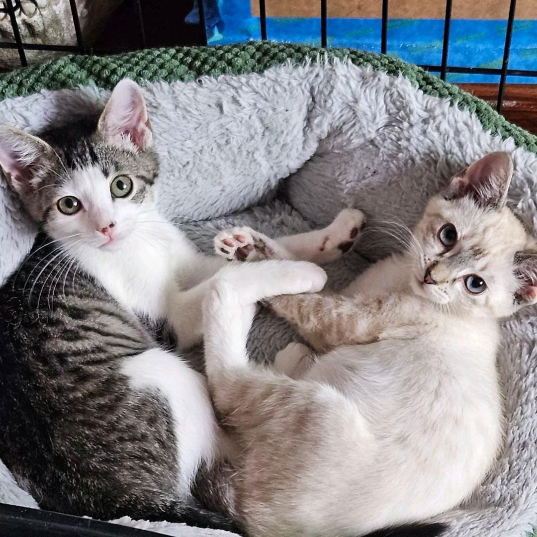 Enlarge Whitney, a Adopted mixed breed in Long Beach, CA image 1/4