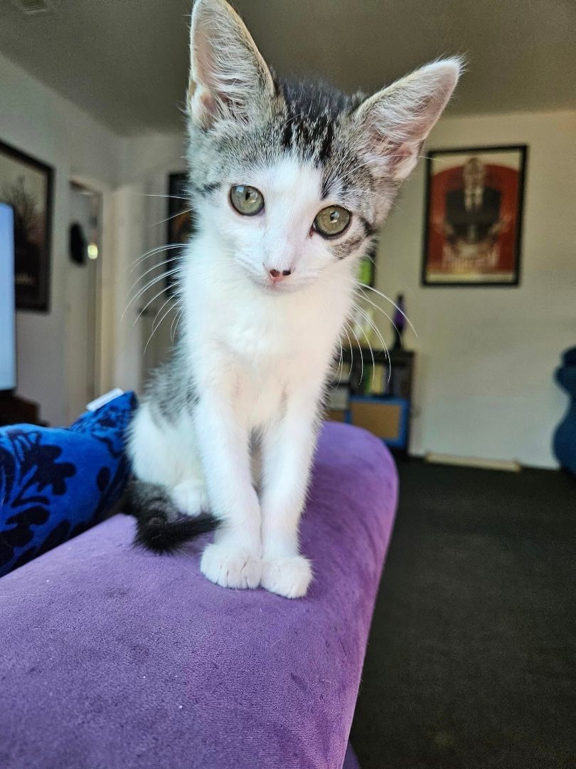 Enlarge Whitney, a Adopted mixed breed in Long Beach, CA image 2/4