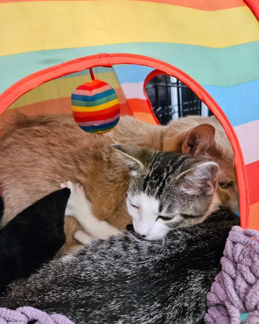 Enlarge Whitney, a Adopted mixed breed in Long Beach, CA image 3/4