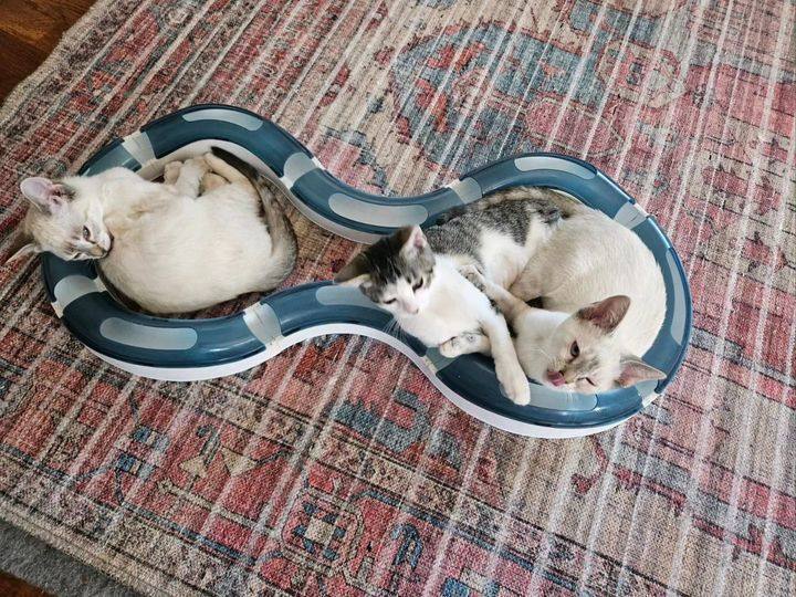 Enlarge Whitney, a Adopted mixed breed in Long Beach, CA image 4/4