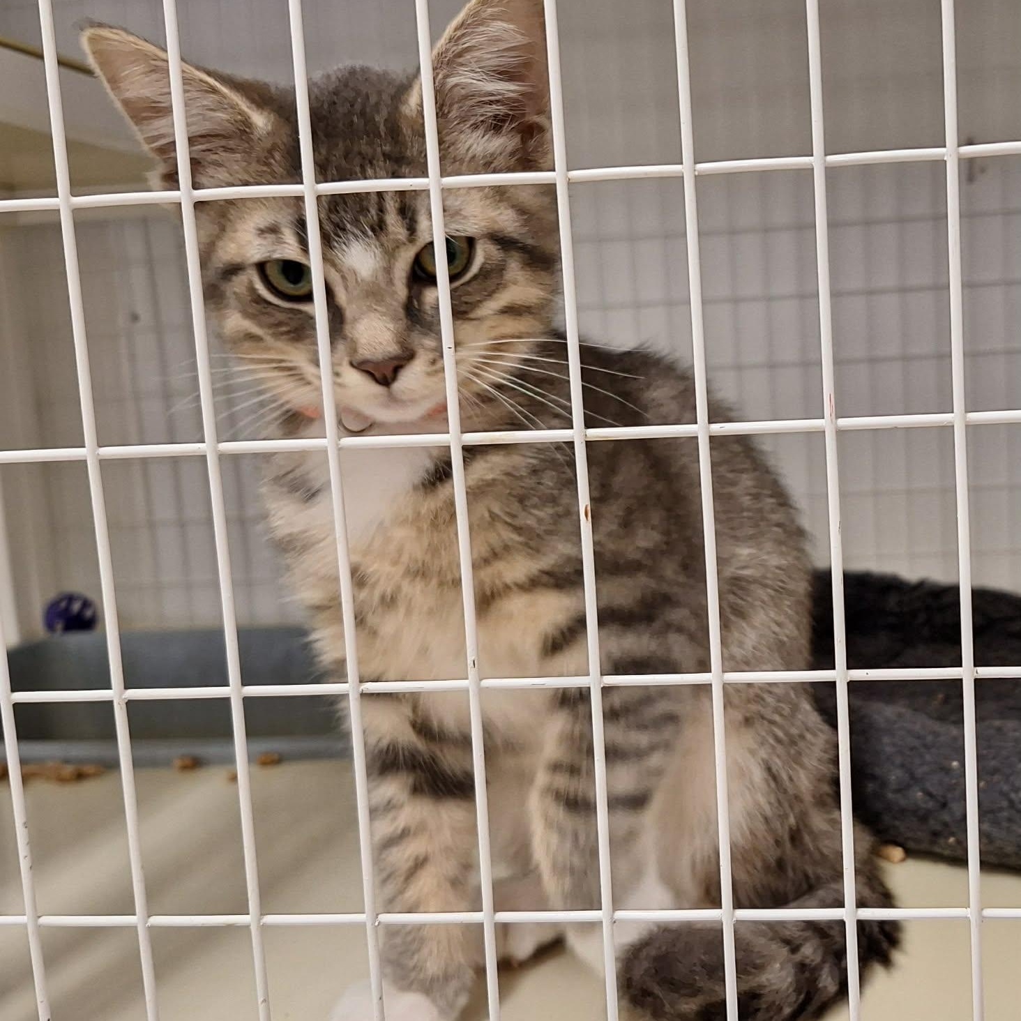Pebbles, Adopted, Kitten Male Domestic Short Hair.