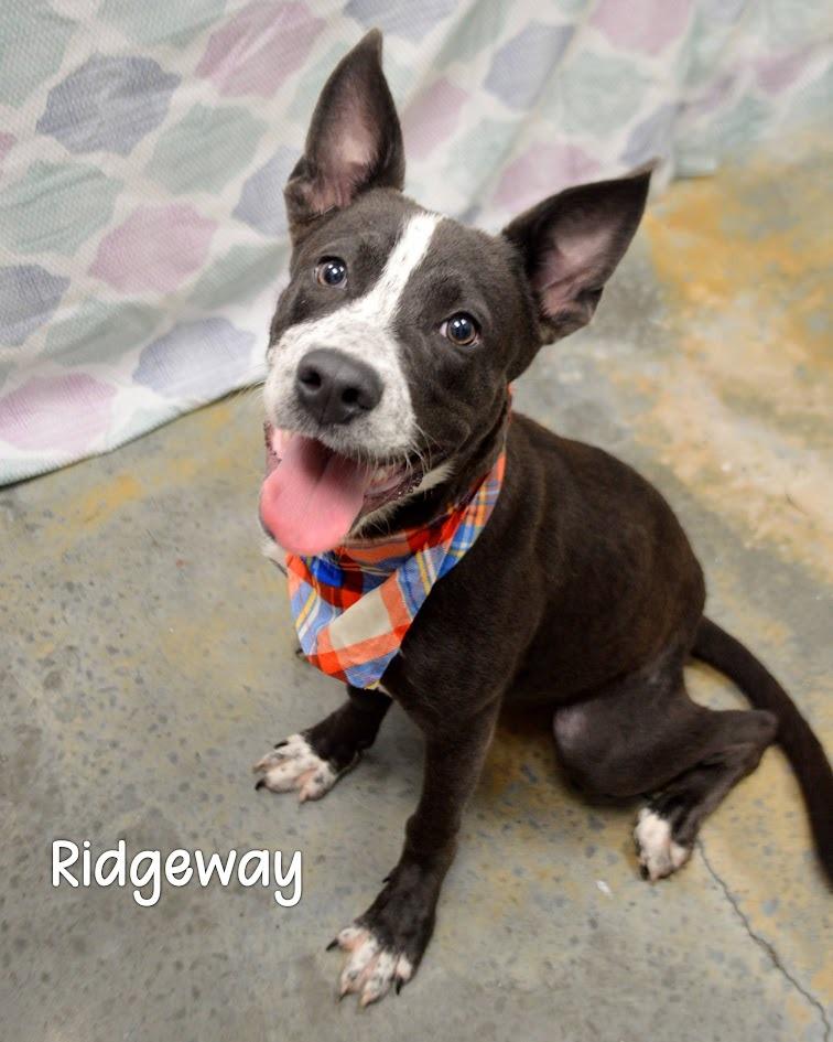 Ridgeway, Adoptable, Puppy Male Cattle Dog.