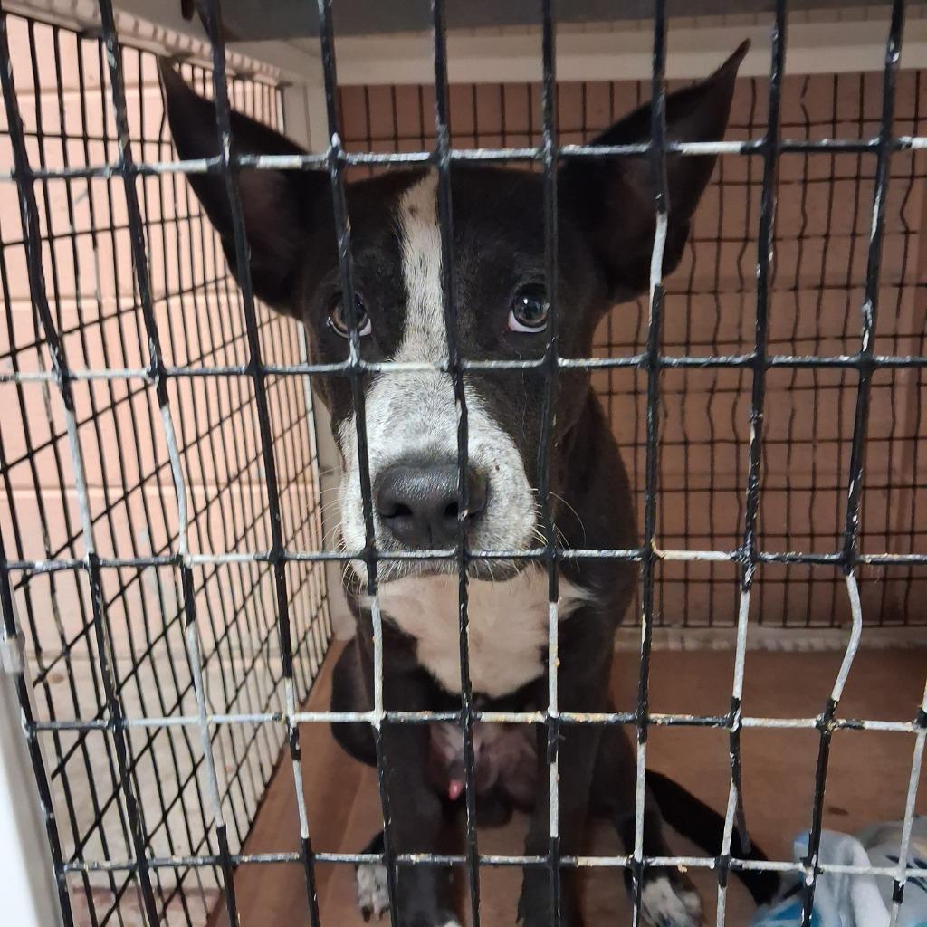 Enlarge Ridgeway, a Adoptable Cattle Dog in Gautier, MS image 2/3