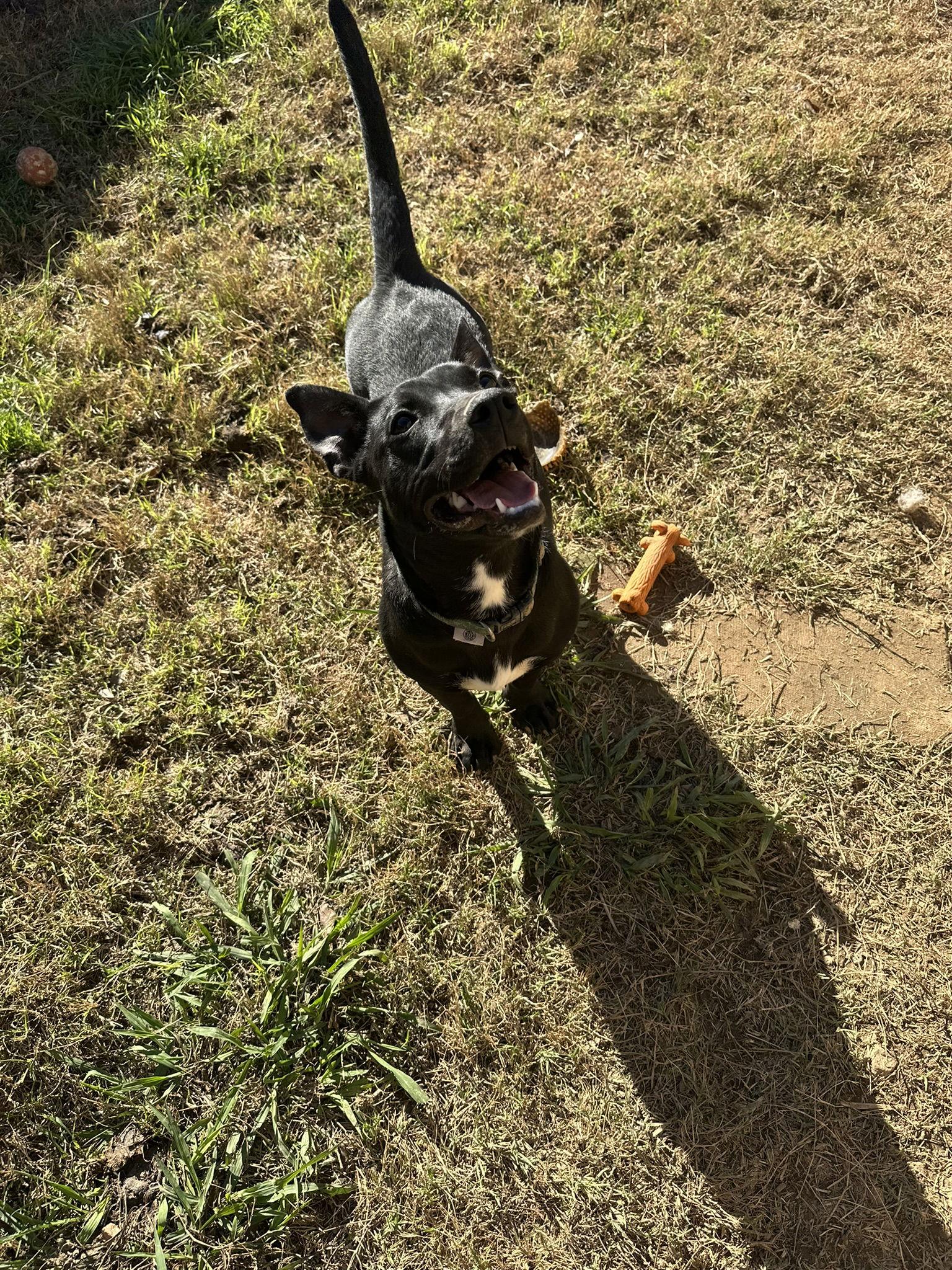 Enlarge Edith, a Adoptable Dachshund in Jackson, MS image 1/3