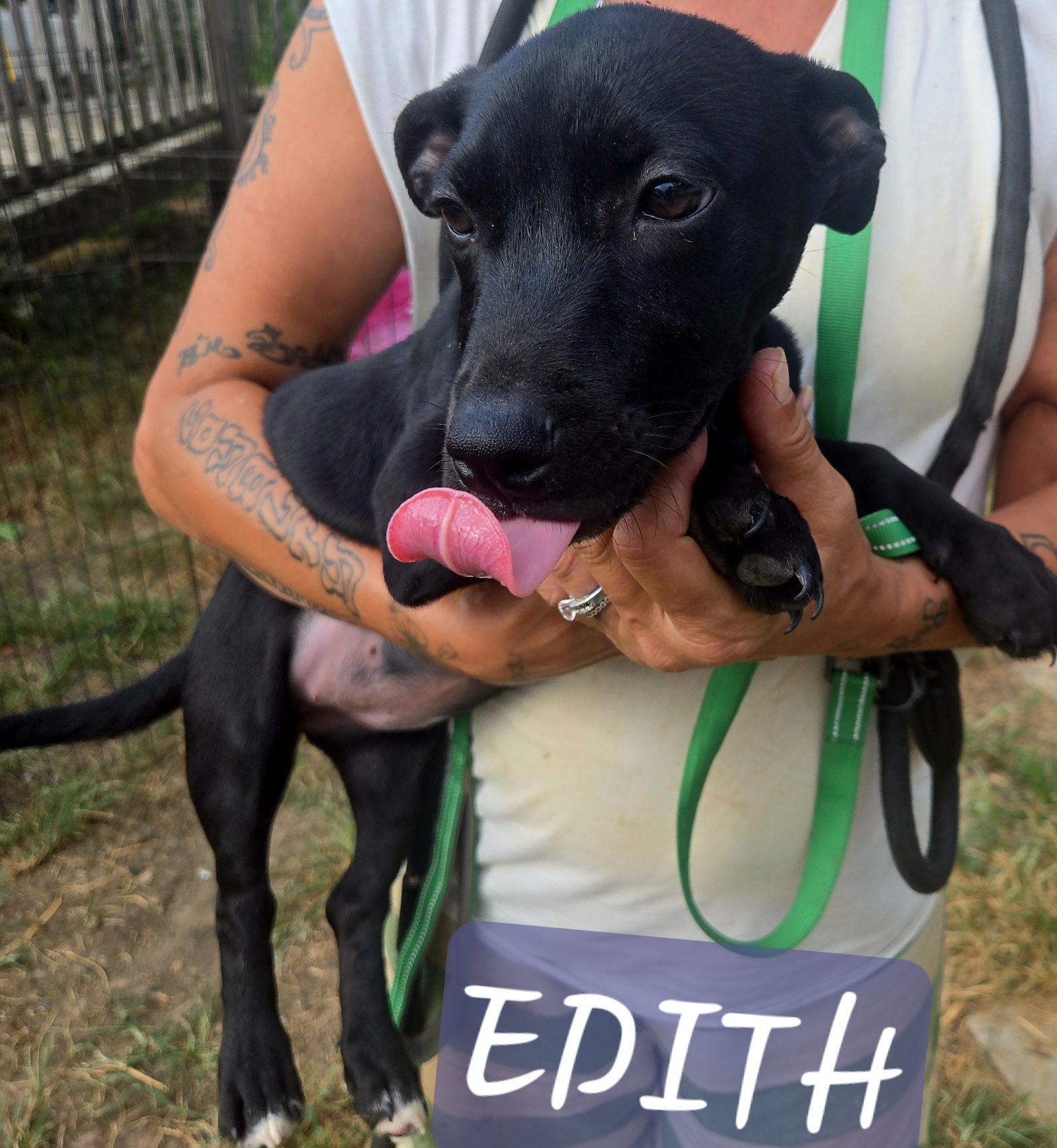 Enlarge Edith, a Adoptable Dachshund in Jackson, MS image 3/3