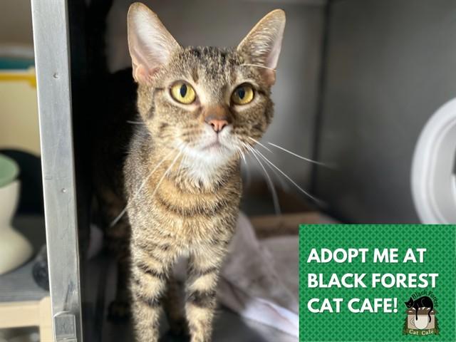 MAMA, Adoptable, Young Female Domestic Short Hair.