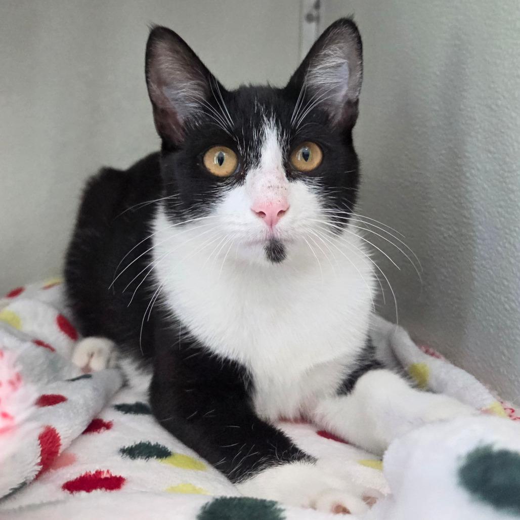 Noodle, Adoptable, Kitten Female Domestic Short Hair.