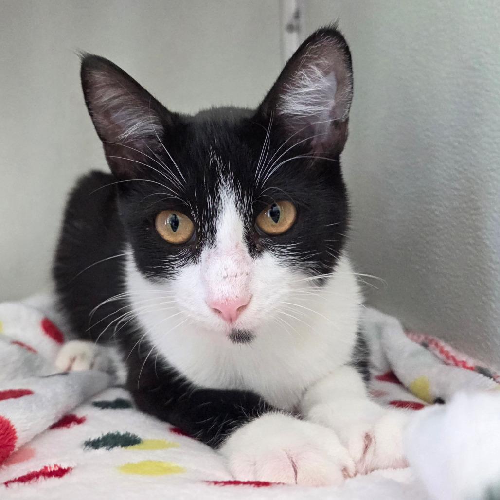 Enlarge Noodle, a Adoptable Domestic Short Hair in Chattanooga, TN image 2/5