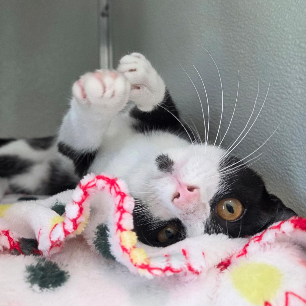 Enlarge Noodle, a Adoptable Domestic Short Hair in Chattanooga, TN image 3/5