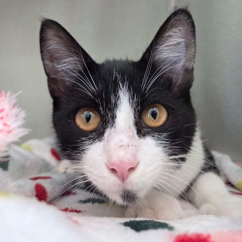 Enlarge Noodle, a Adoptable Domestic Short Hair in Chattanooga, TN image 4/5