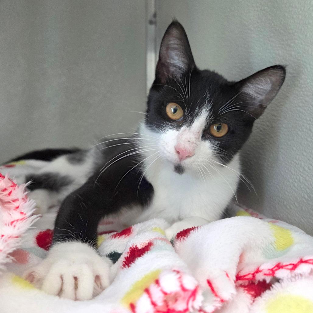 Enlarge Noodle, a Adoptable Domestic Short Hair in Chattanooga, TN image 5/5