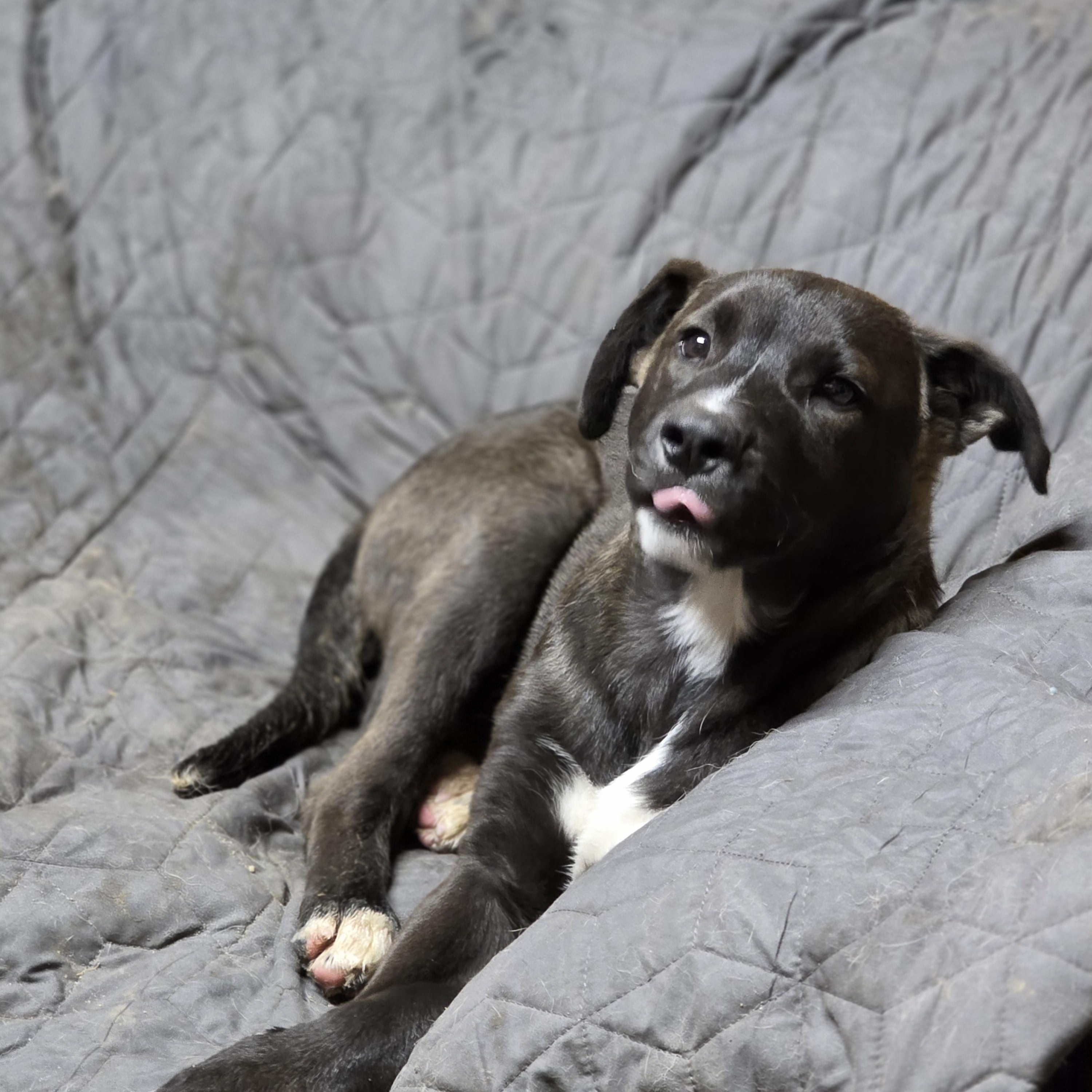 Enlarge Lucky, a Adoptable mixed breed in Fresno, CA image 1/2