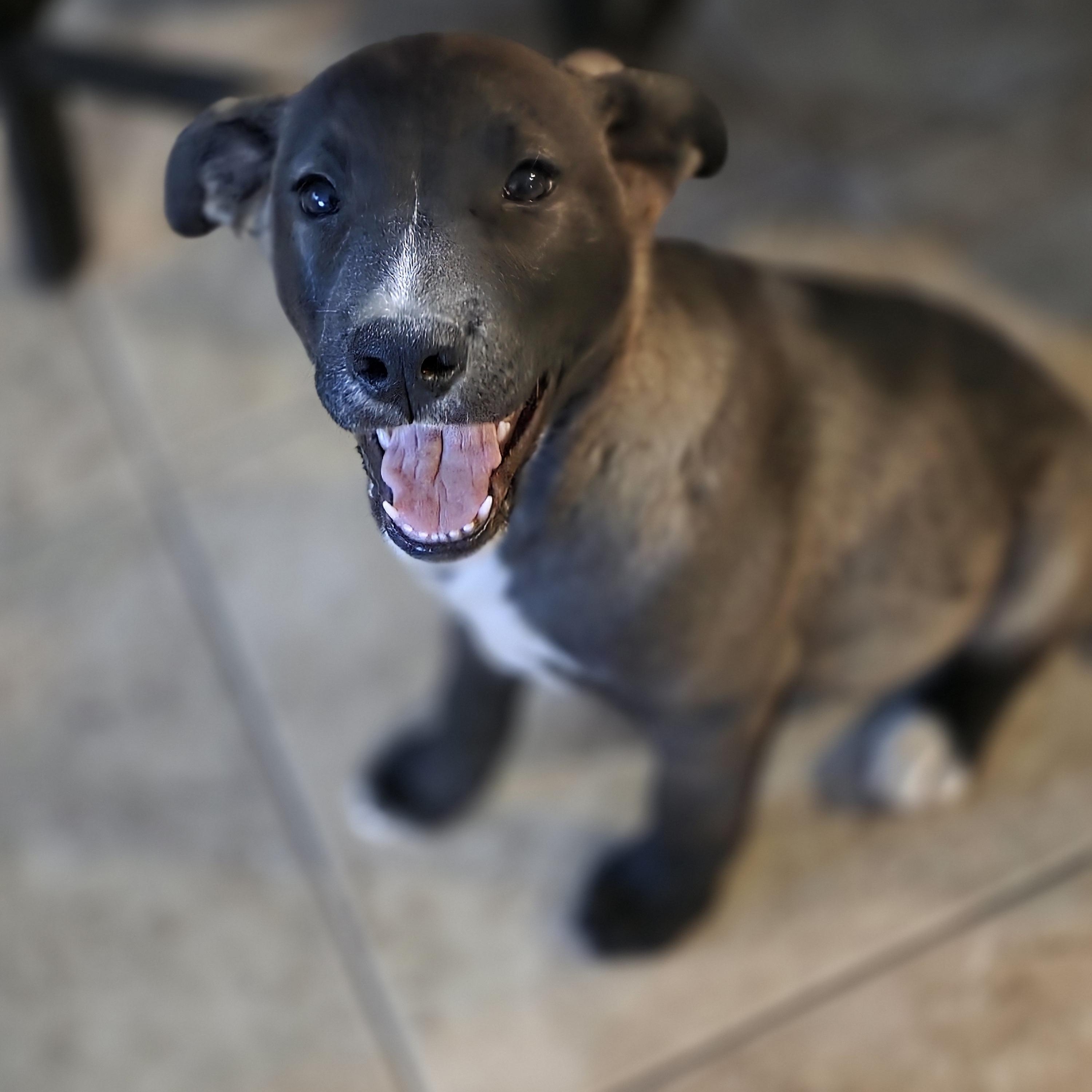 Lucky, adopted, Puppy Male German Shepherd Dog.