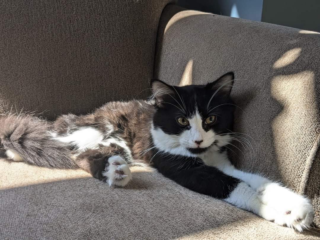 Fiddle, an adopted Domestic Long Hair in Kalamazoo, MI_image-1