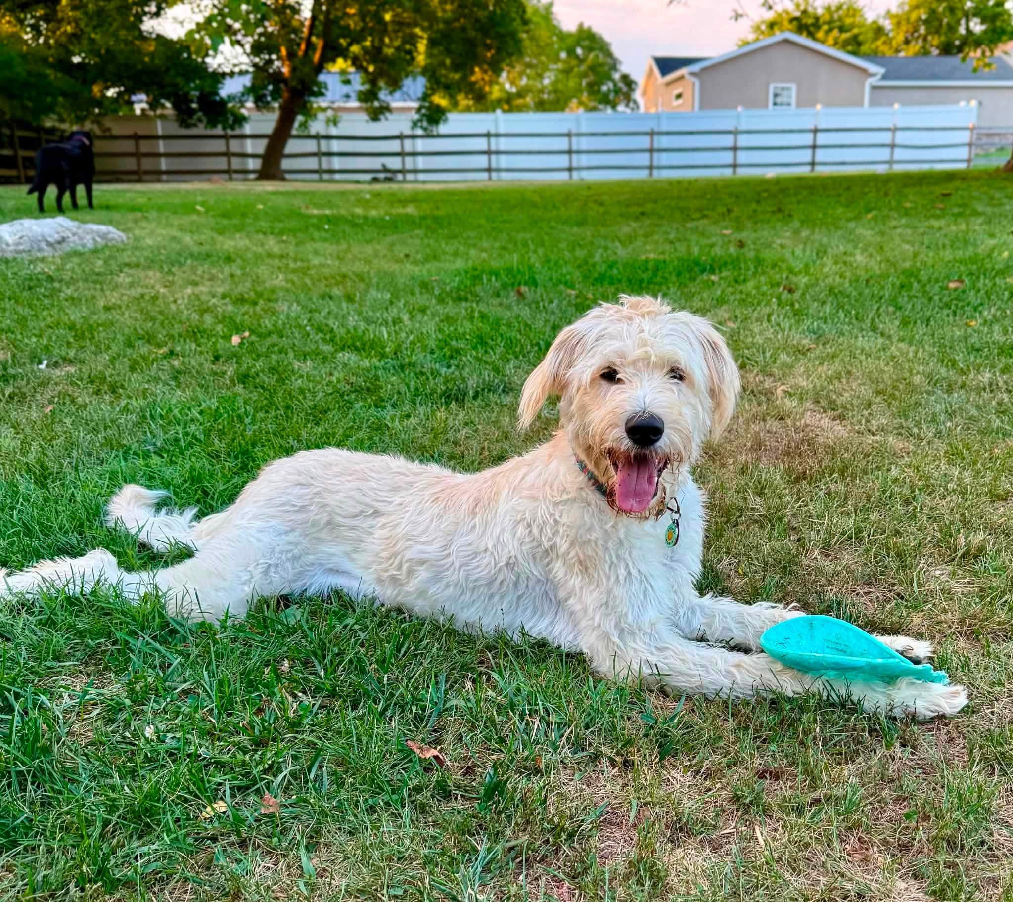 Pinecone, ADOPTABLE, Young Female Standard Poodle & German Shepherd Dog.