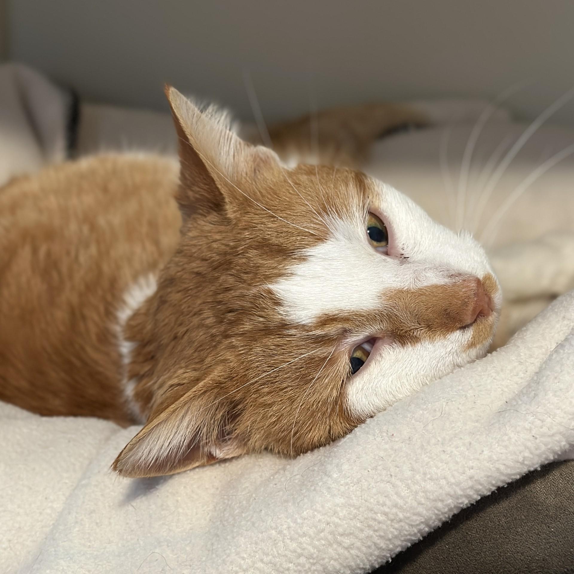 Enlarge King Arthur, a Adoptable Domestic Short Hair in Victor, NY image 5/6