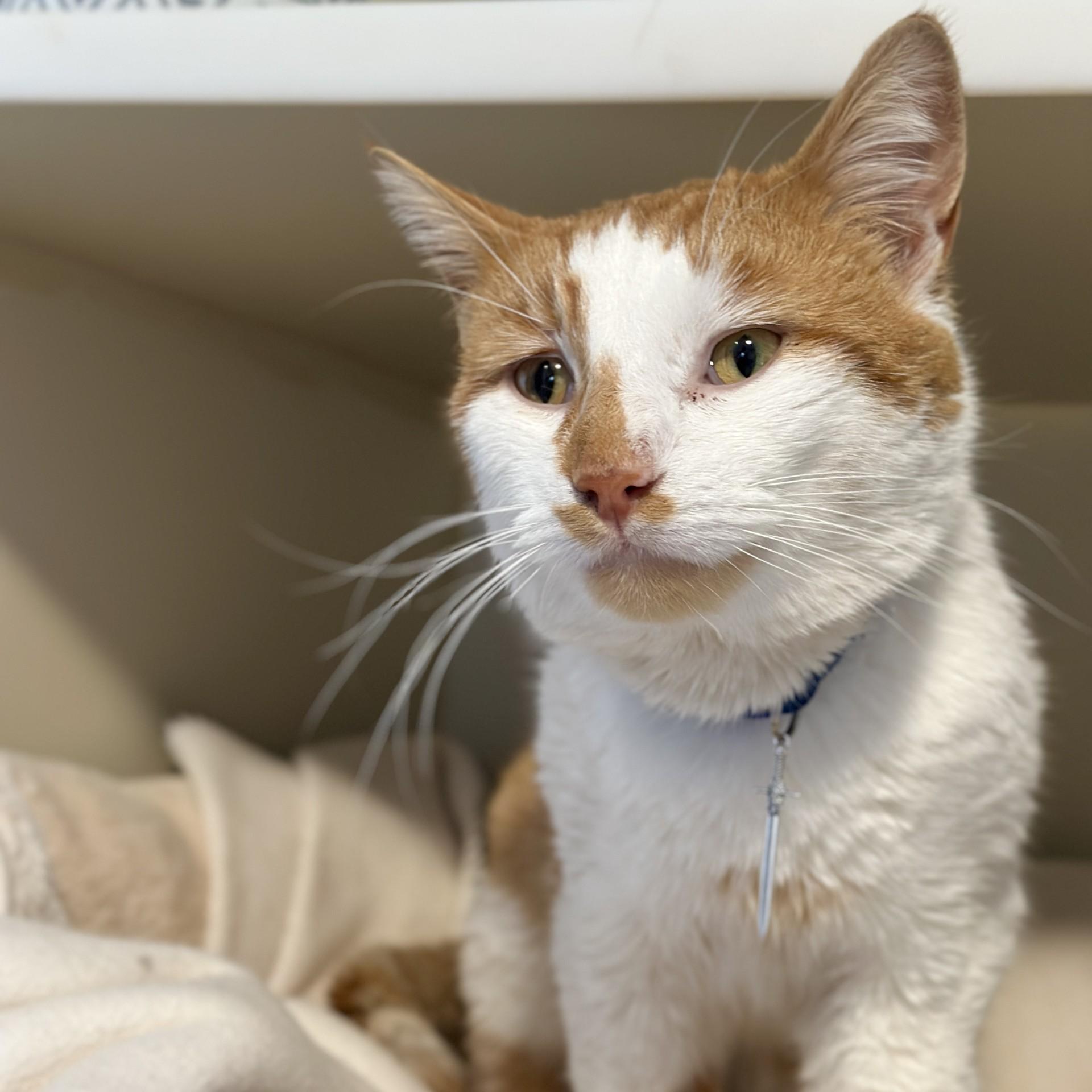 Enlarge King Arthur, a Adoptable Domestic Short Hair in Victor, NY image 3/6