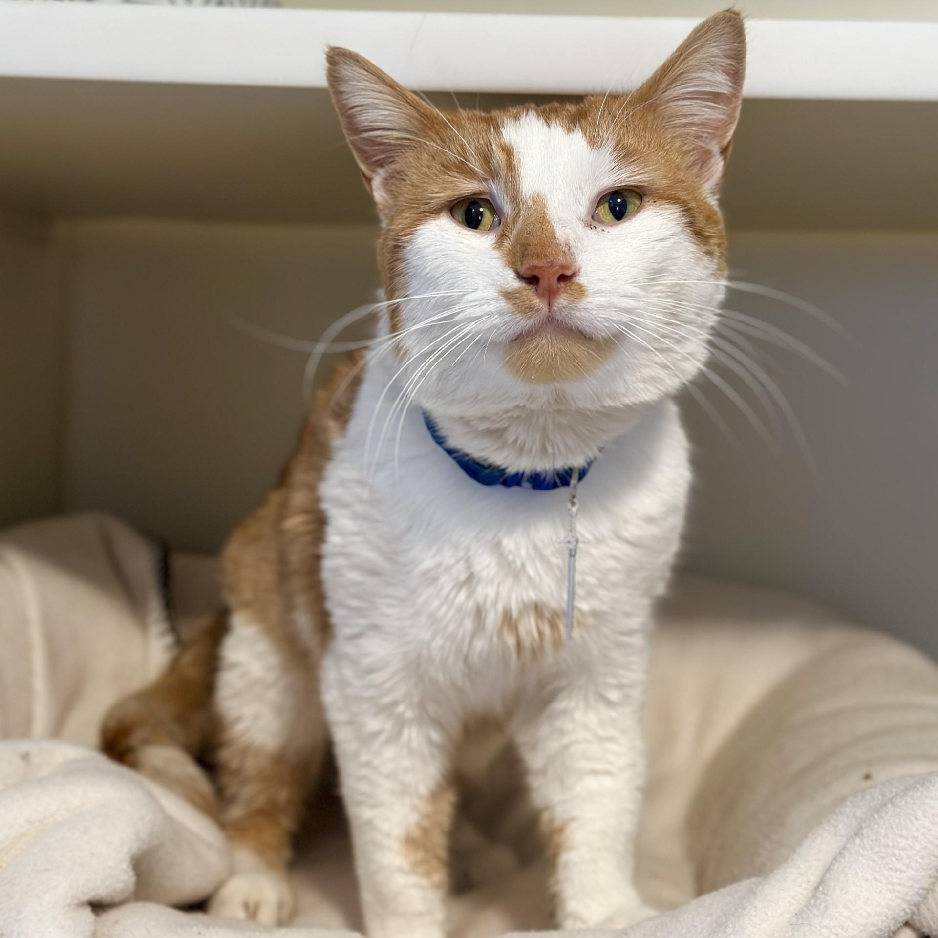 Enlarge King Arthur, a Adoptable Domestic Short Hair in Victor, NY image 4/6