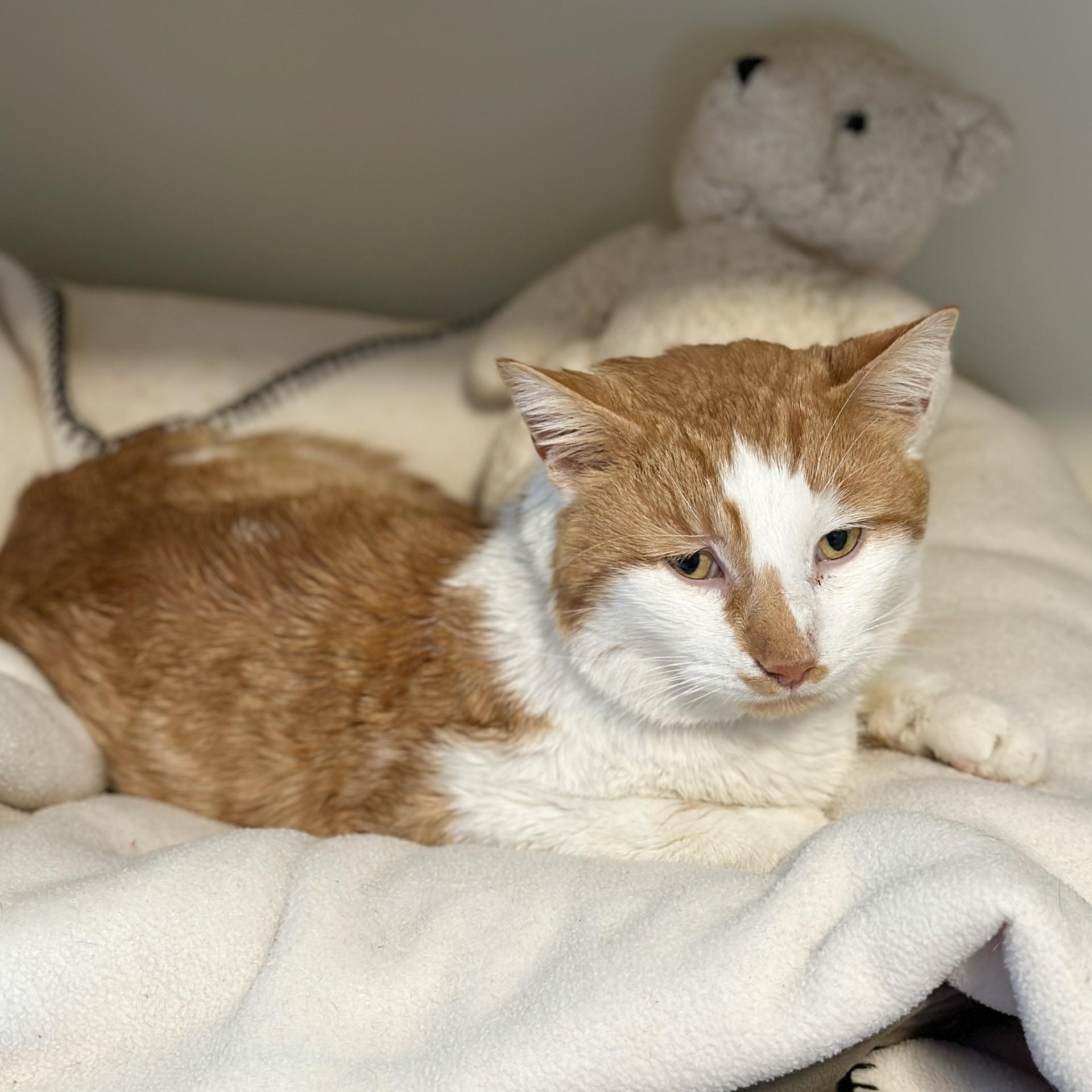 Enlarge King Arthur, a Adoptable Domestic Short Hair in Victor, NY image 6/6