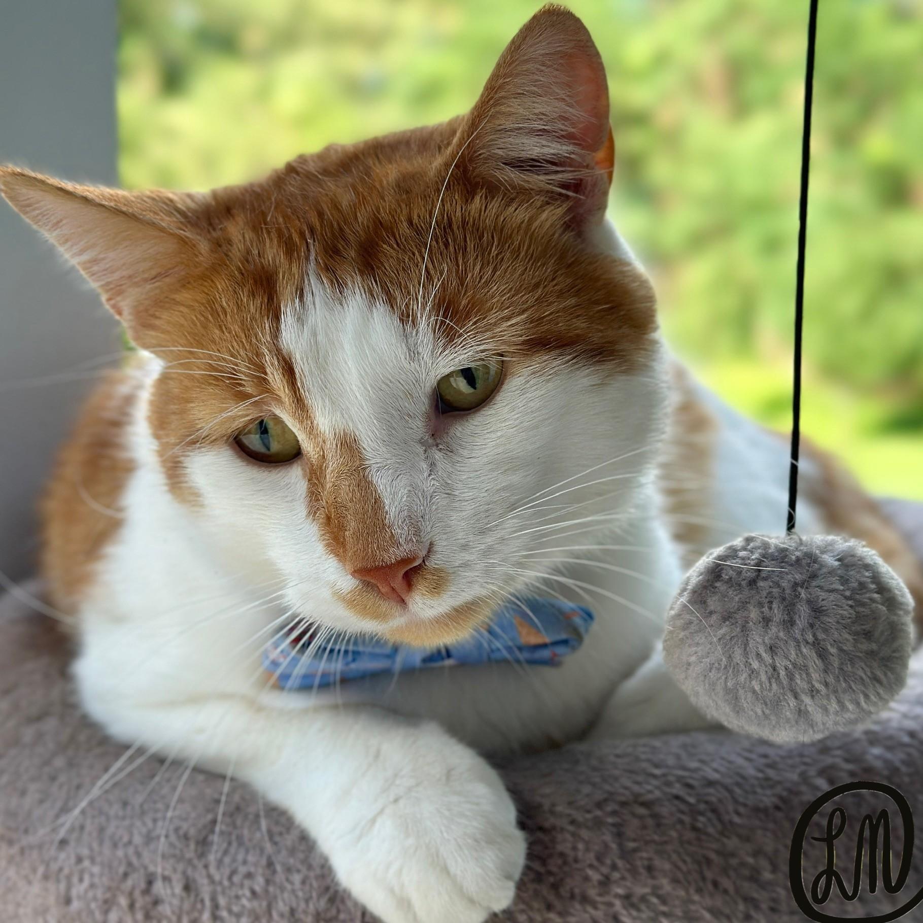 King Arthur, a Adoptable Domestic Short Hair in Victor, NY image 2/5