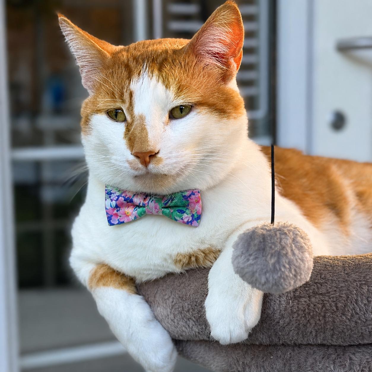 King Arthur, a Adoptable Domestic Short Hair in Victor, NY image 1/5