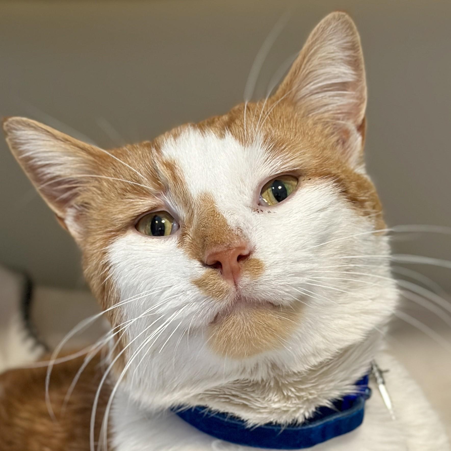 Enlarge King Arthur, a Adoptable Domestic Short Hair in Victor, NY image 1/6